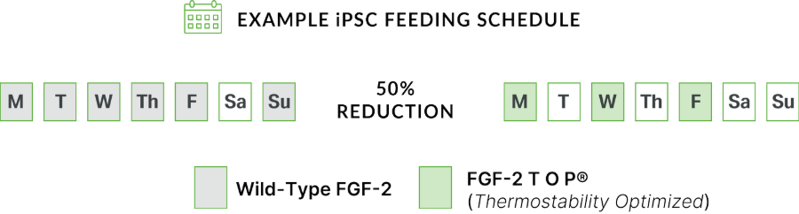 FGF2-TOP feeding schedule